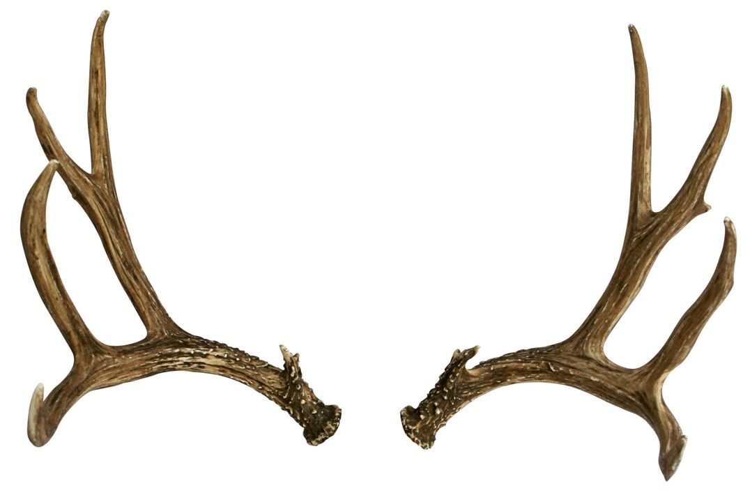 Deer horns as part of the stream Hondro Sol Valgus